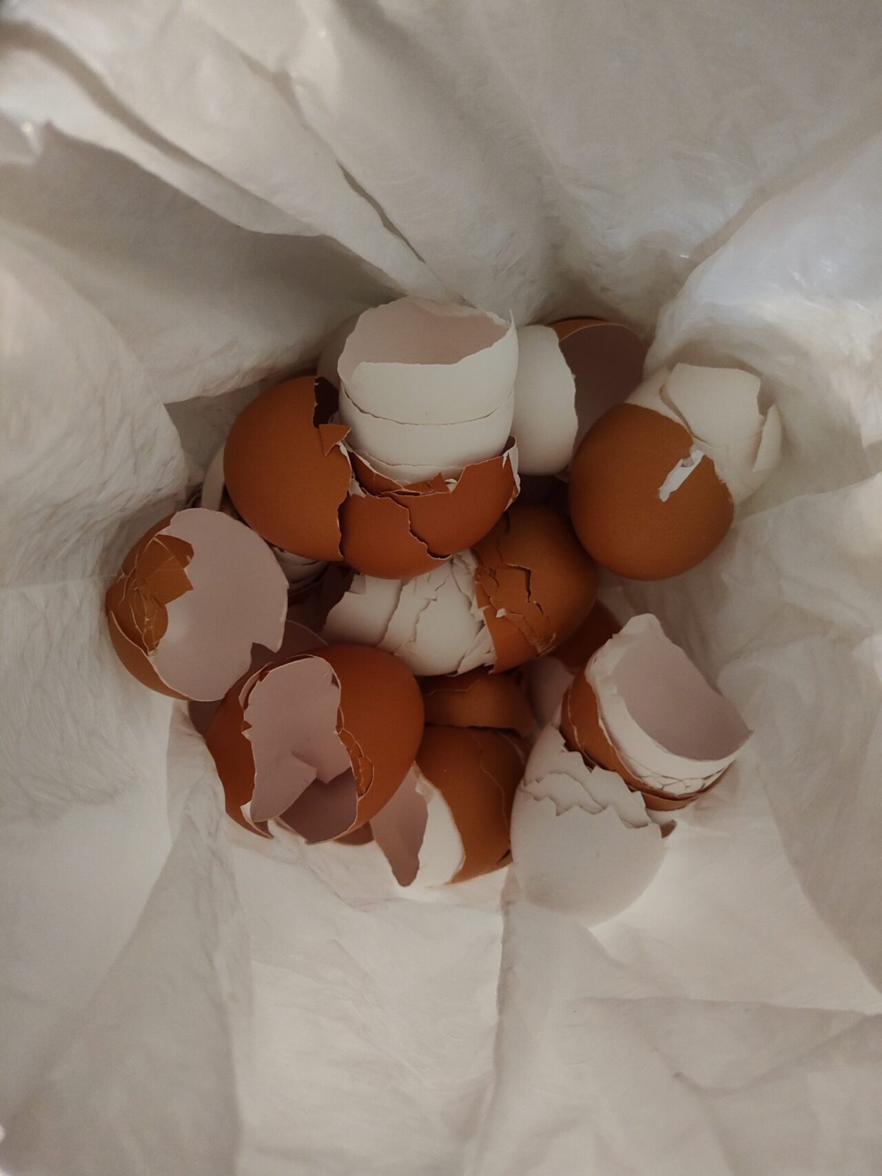Brown and White eggshells in a white plastic trash can